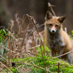 Fähe im Nationalpark Vorpommersche Boddenlandschaft