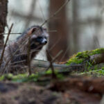 Marderhund im Nationalpark Vorpommersche Boddenlandschaft