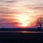 Sonnenuntergang im Nationalpark Vorpommersche Boddenlandschaft